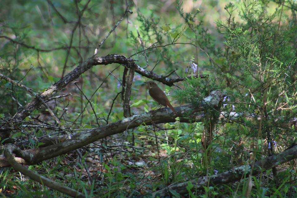 Hermit Thrush - ML92579841