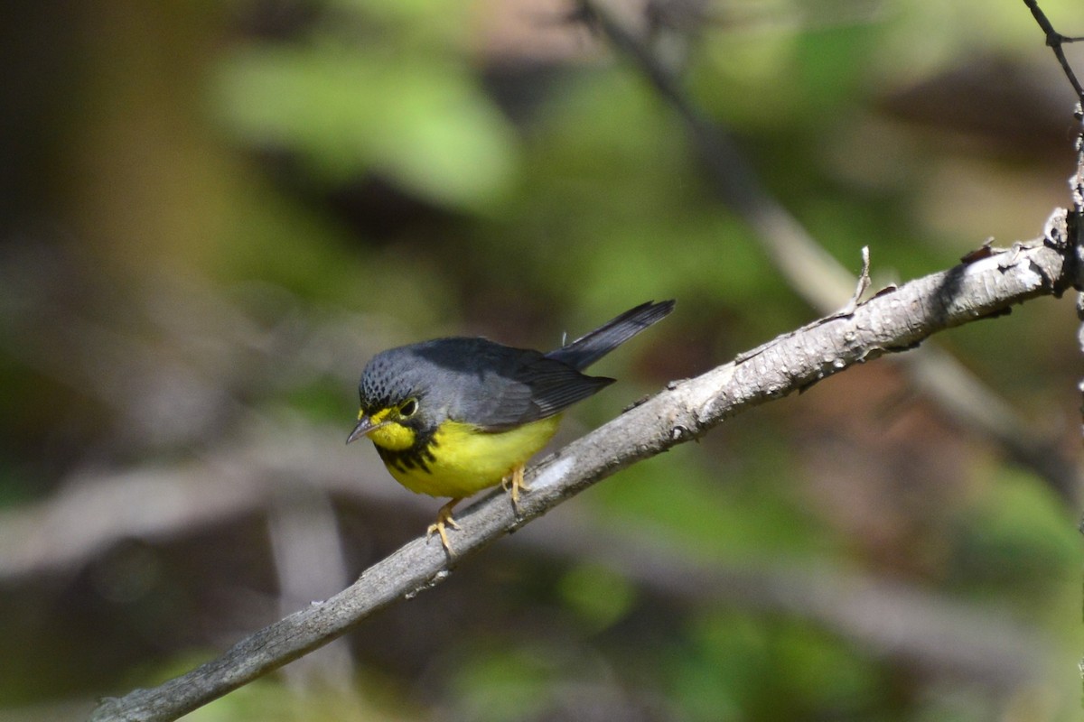 Canada Warbler - ML92579931