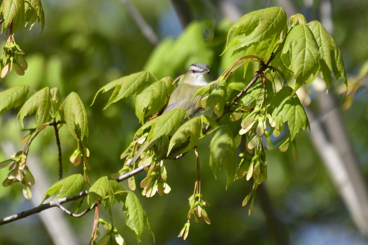 Red-eyed Vireo - ML92579981