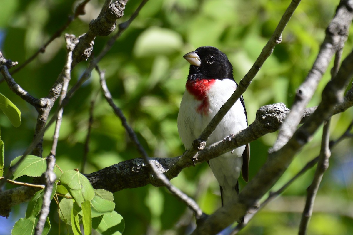 Rose-breasted Grosbeak - ML92580101