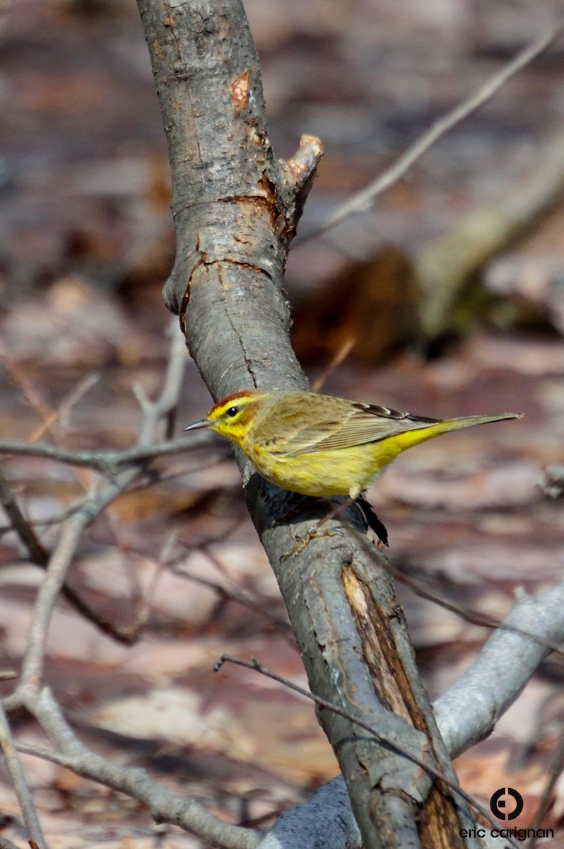 Palm Warbler - ML92580521