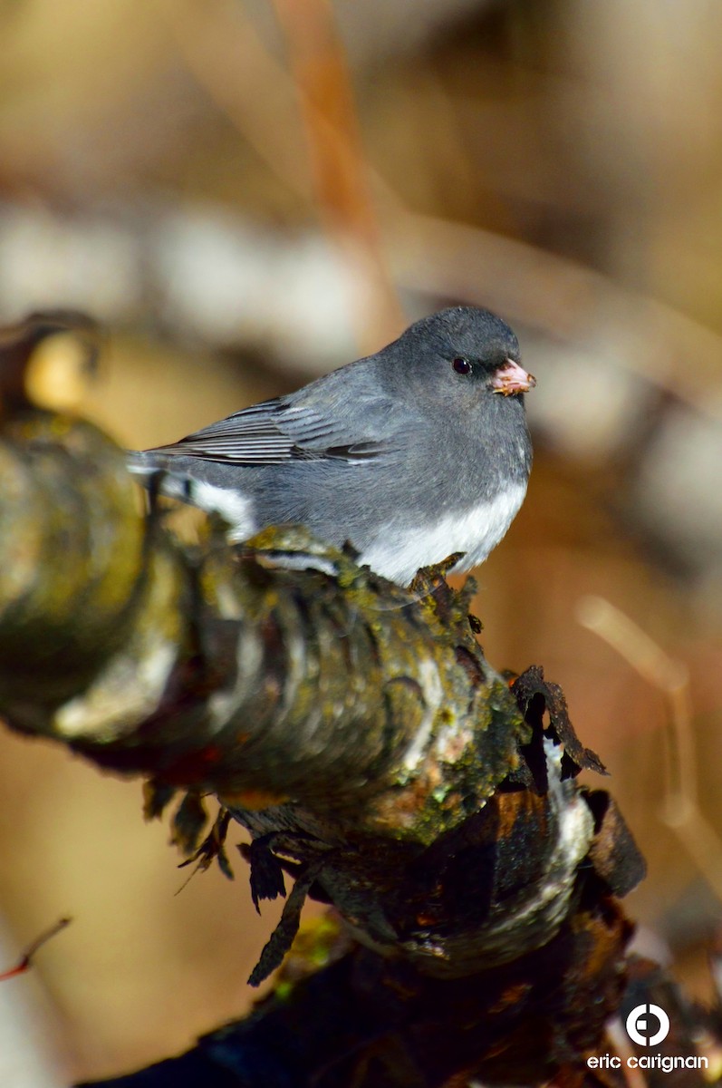 Junco Ojioscuro - ML92580611