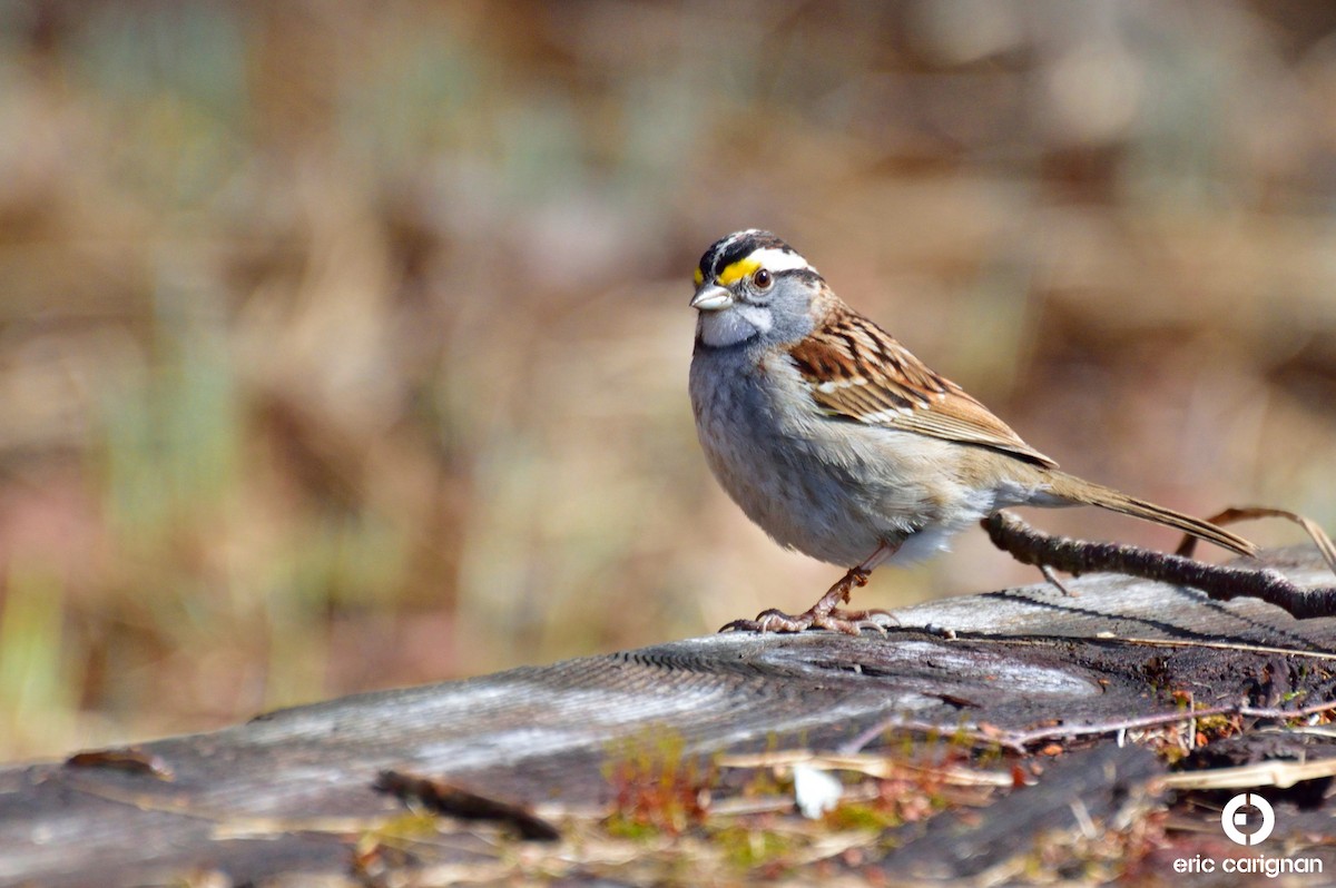 White-throated Sparrow - ML92580641