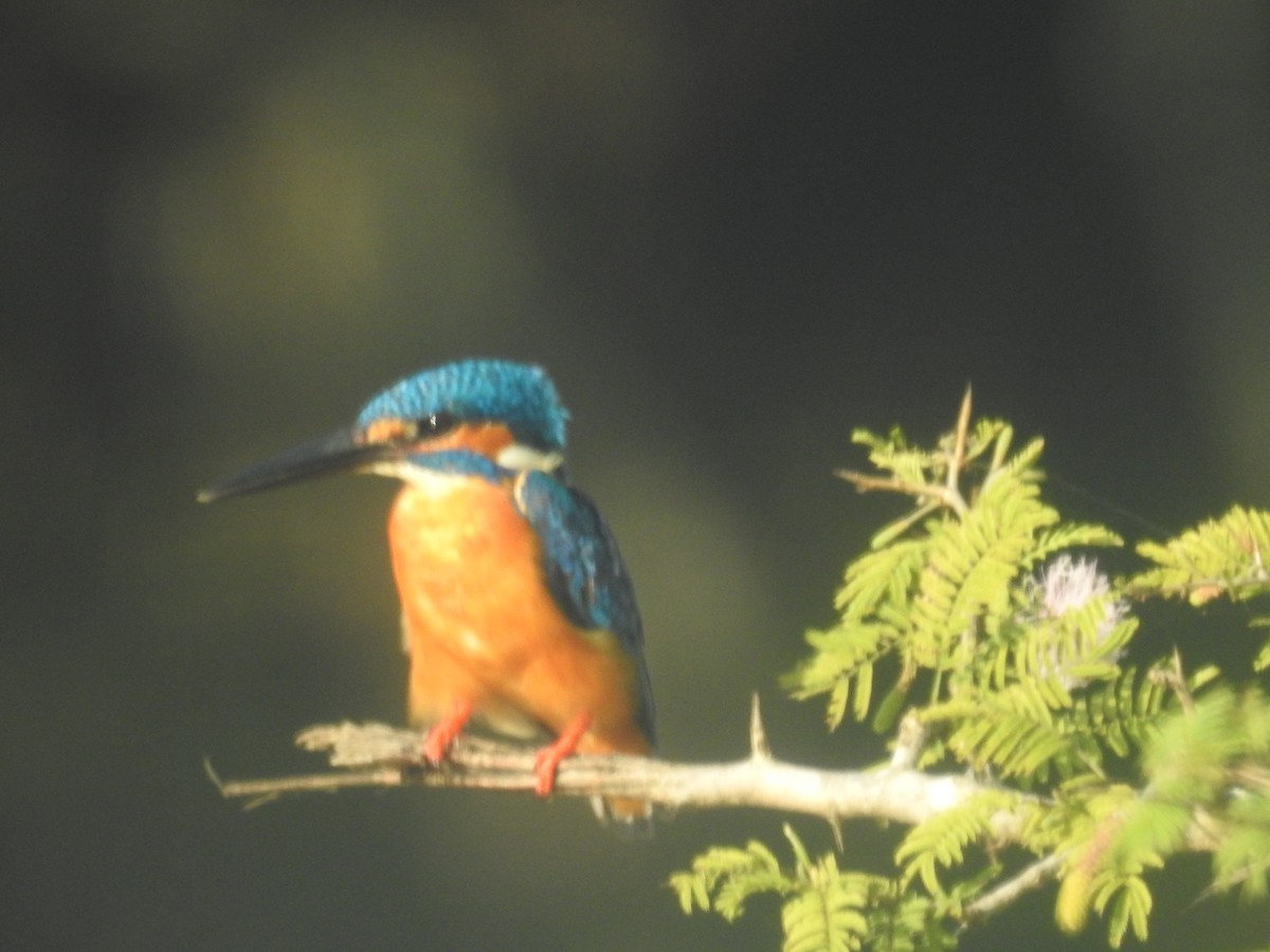 Common Kingfisher - William Grant