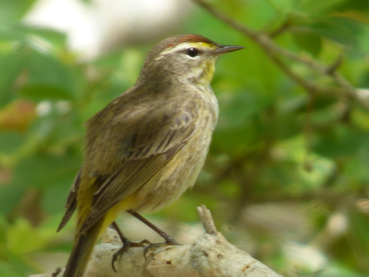 Palm Warbler - ML92580931