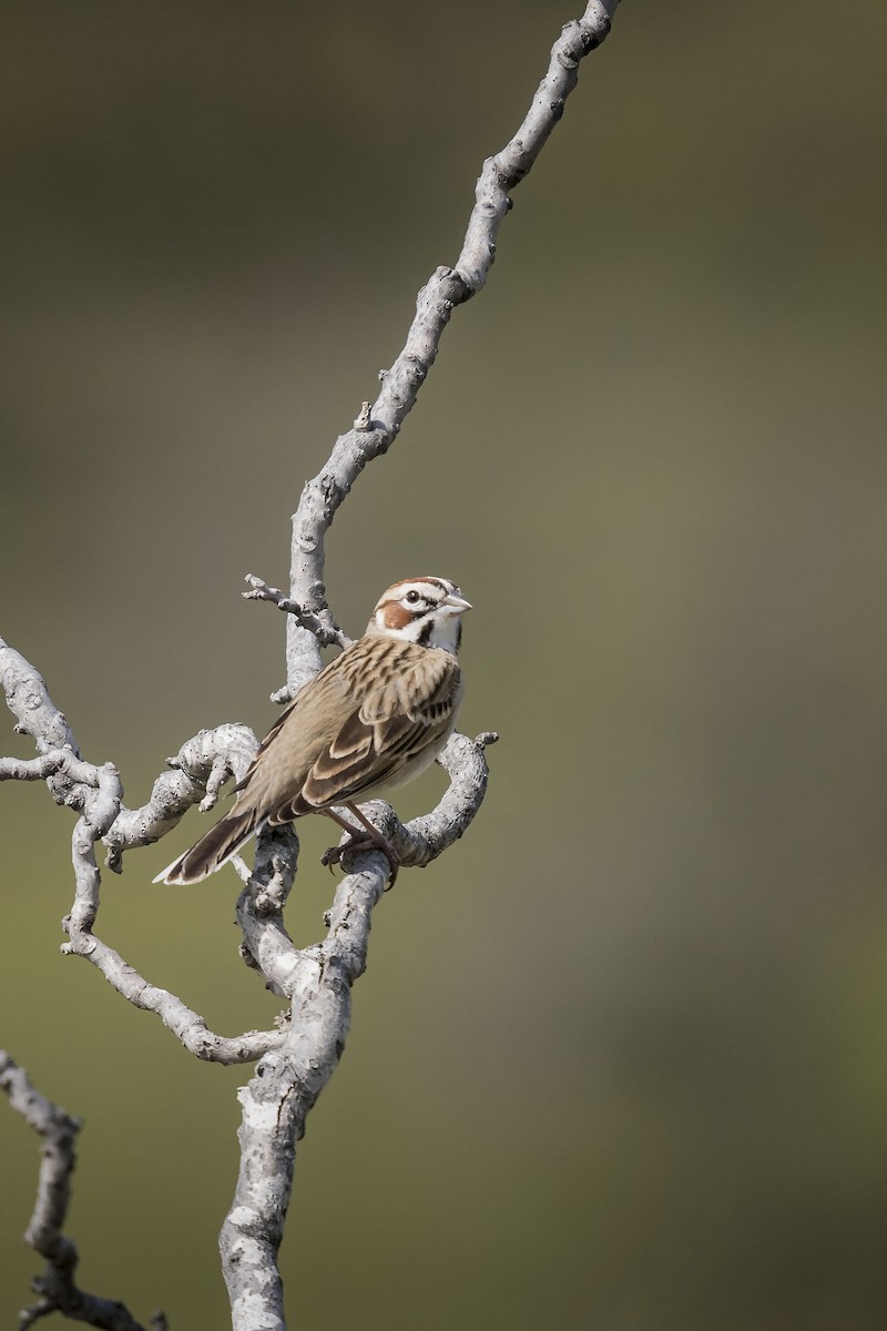 Lark Sparrow - Deb Ford