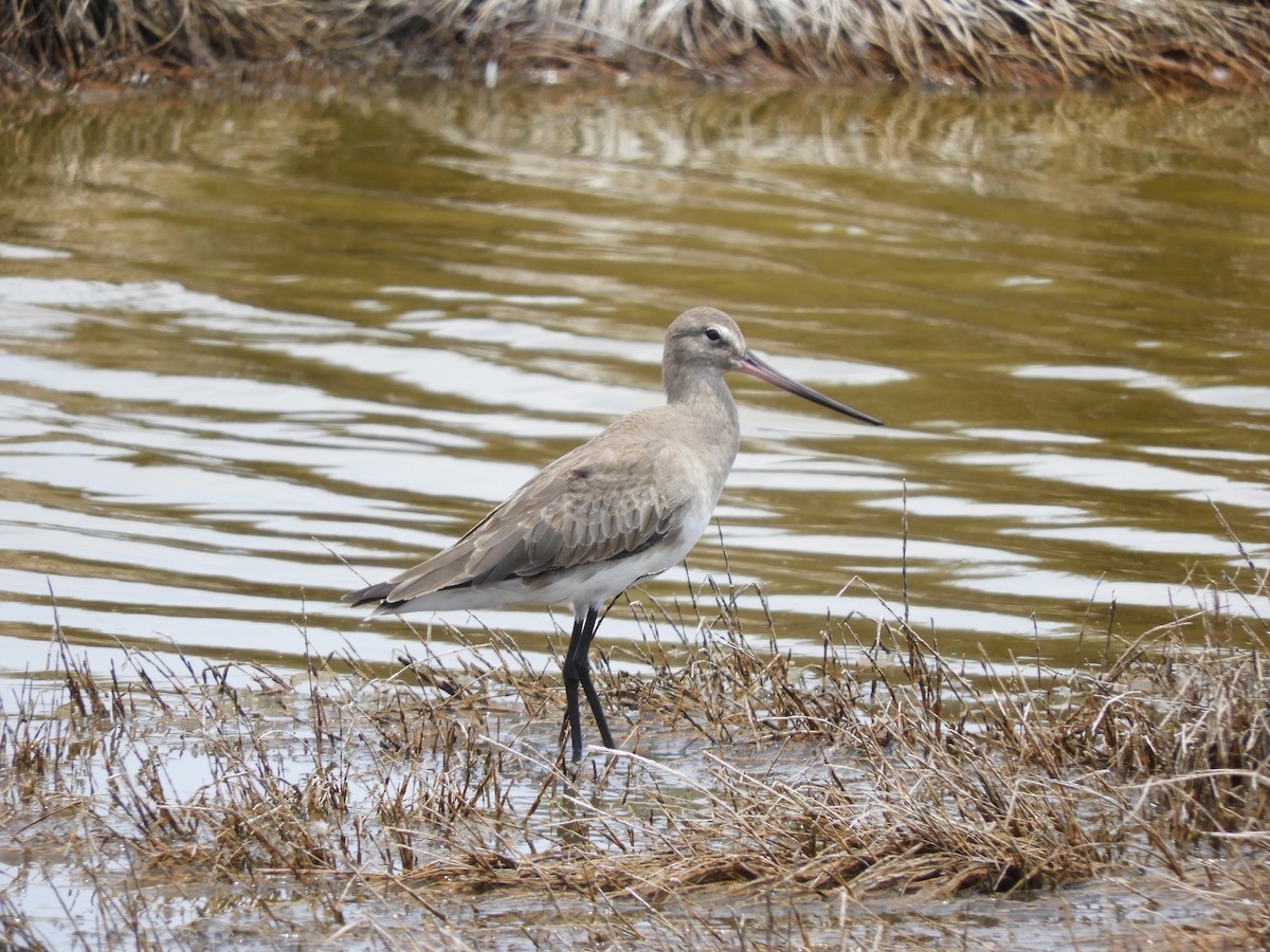 Hudsonian Godwit - Alex Valle Soto