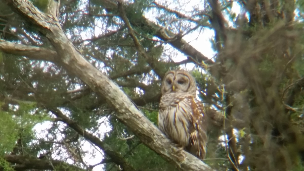 Barred Owl - ML92584881