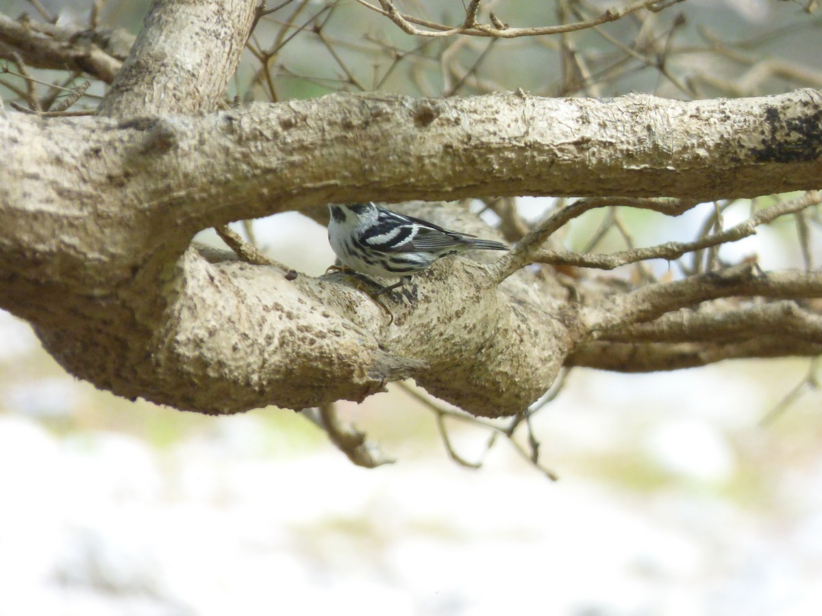 Black-and-white Warbler - Tarra Lindo