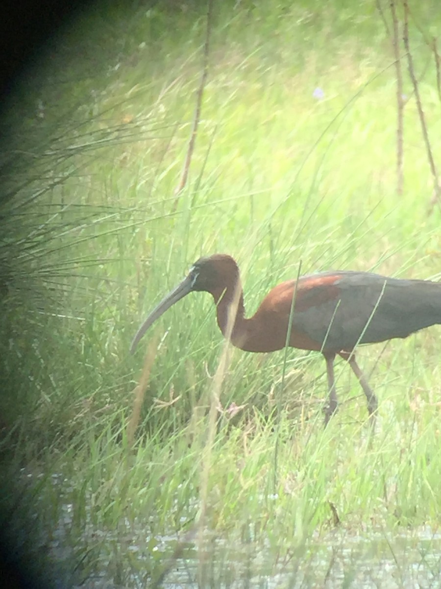 Glossy Ibis - ML92588071