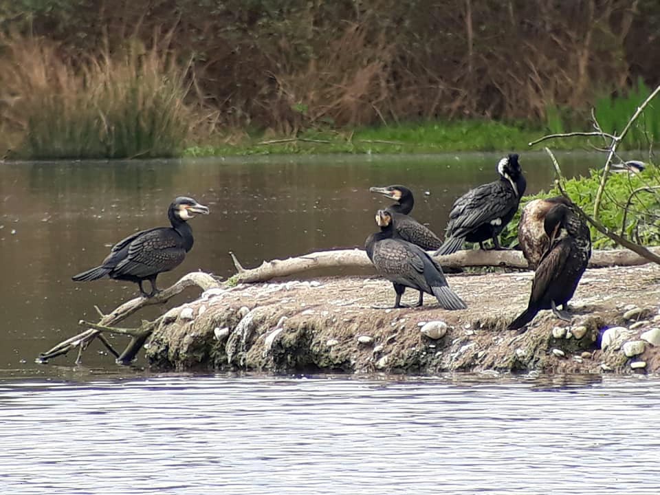 Great Cormorant - ML92589571