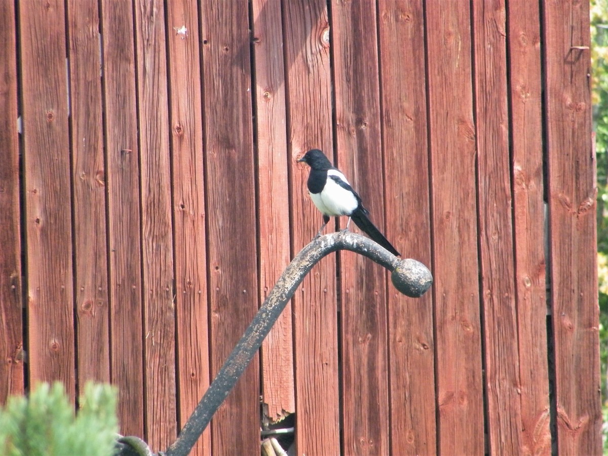 Eurasian Magpie - ML92589941