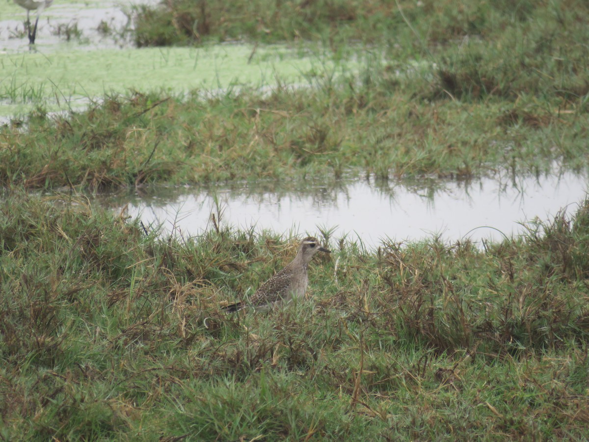 American Golden-Plover - ML92590001