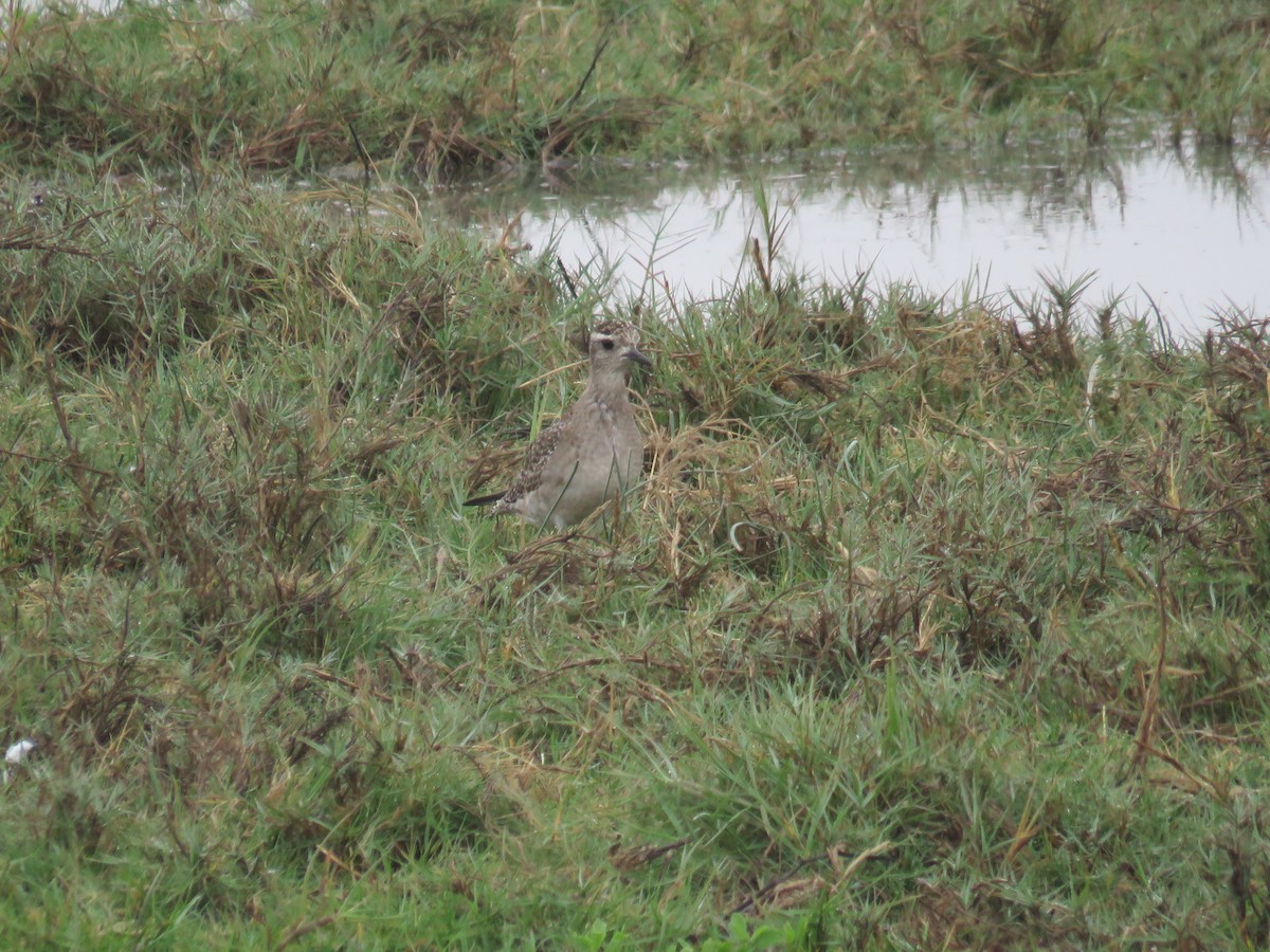 American Golden-Plover - ML92590021