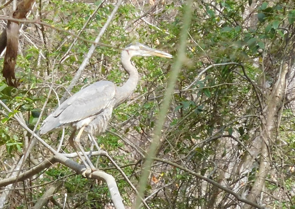 Great Blue Heron - ML92590991