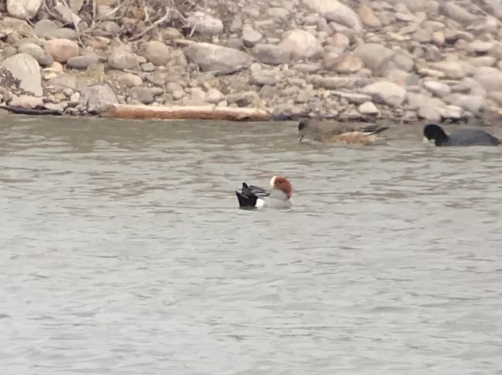 Eurasian Wigeon - ML92592731