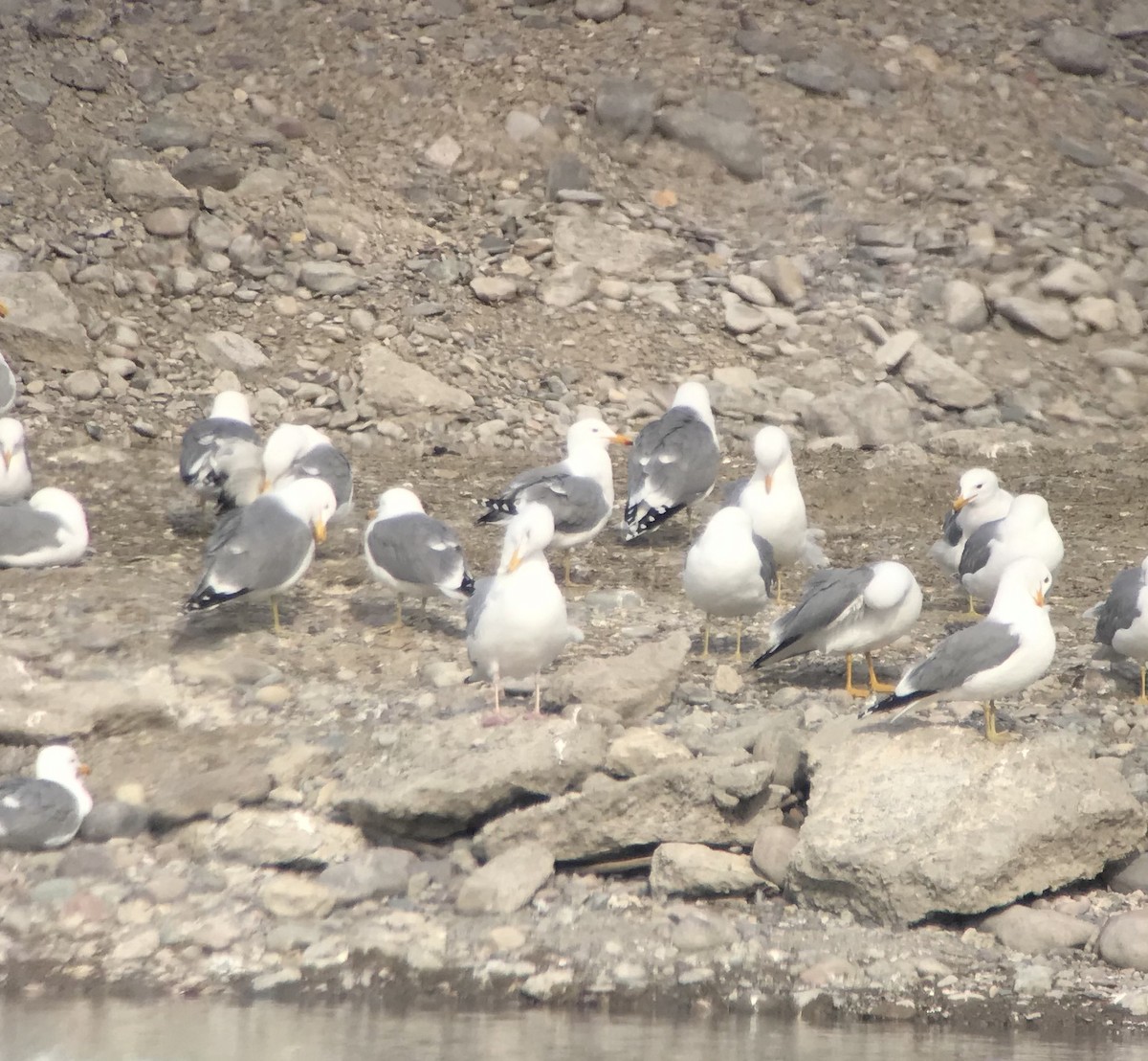 Herring Gull - ML92592961