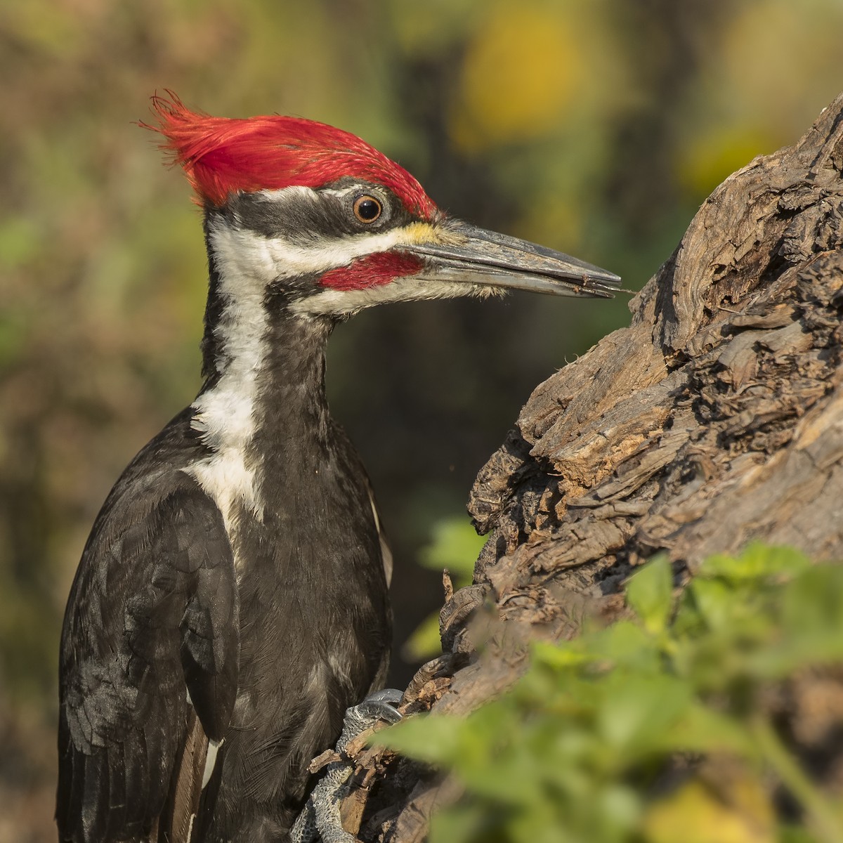 Pileated Woodpecker - Peter Hawrylyshyn