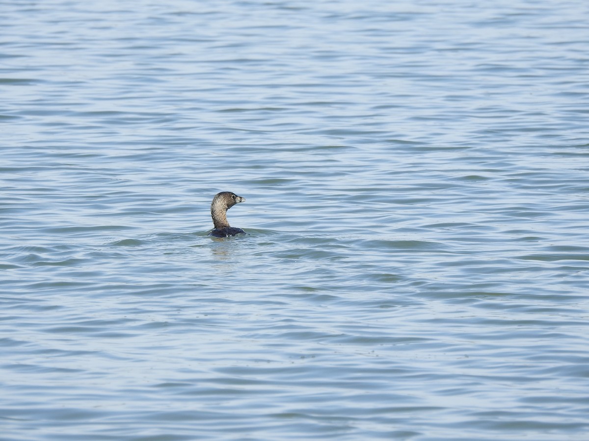 Pied-billed Grebe - Rick Luehrs