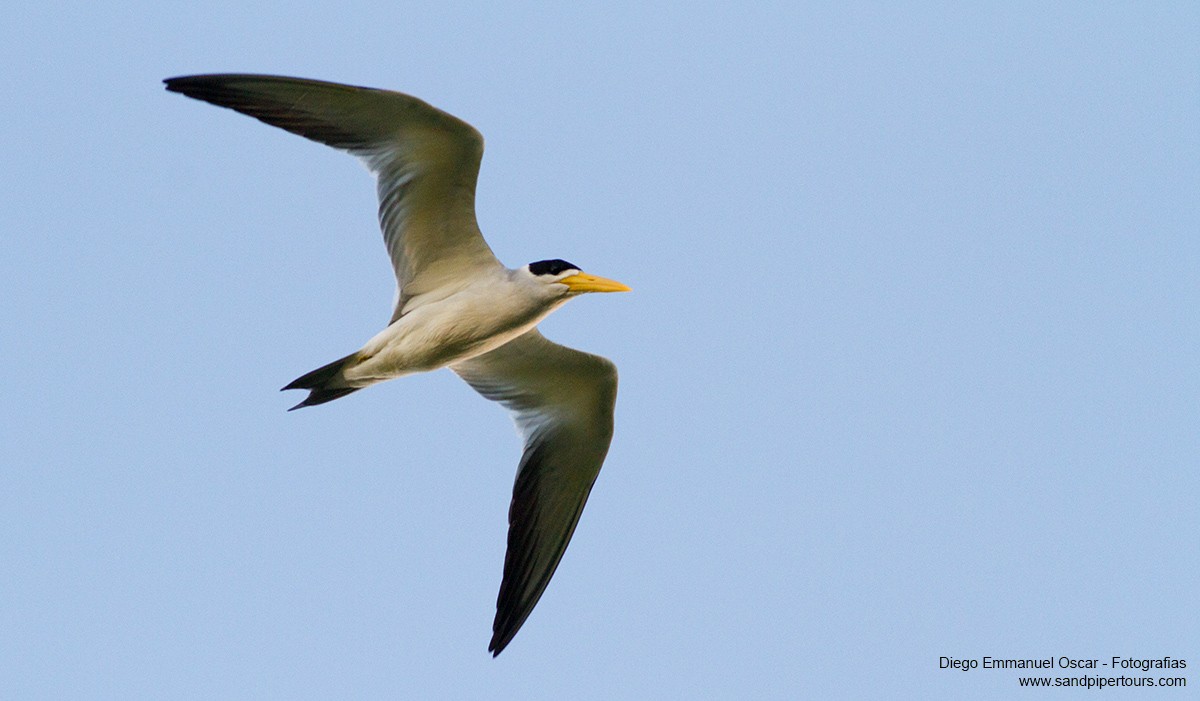 Large-billed Tern - Diego Oscar / Sandpiper Birding & Tours