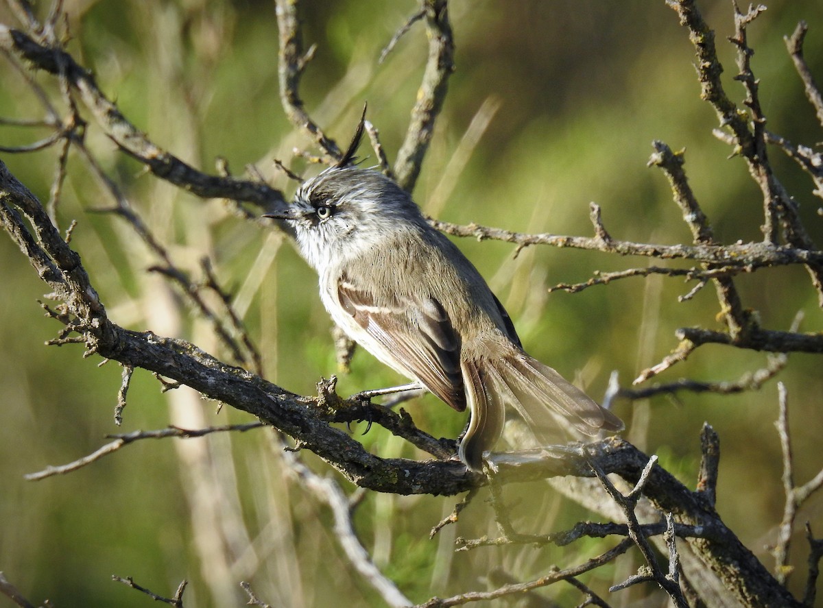 Tufted Tit-Tyrant - ML92597271