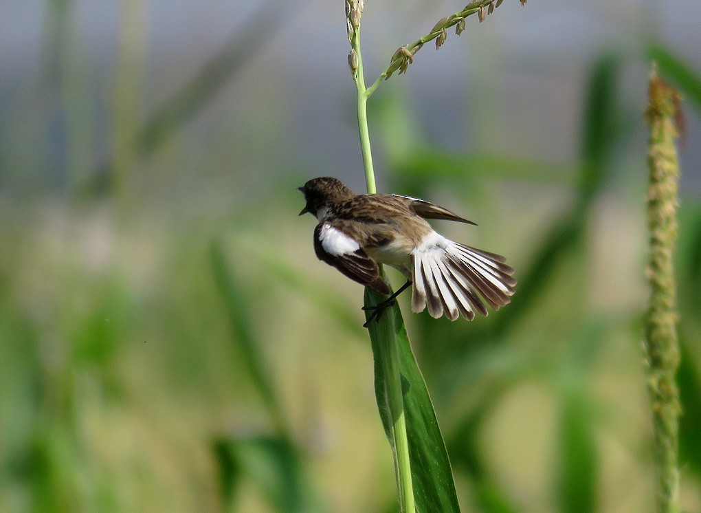 White-tailed Stonechat - ML92598251