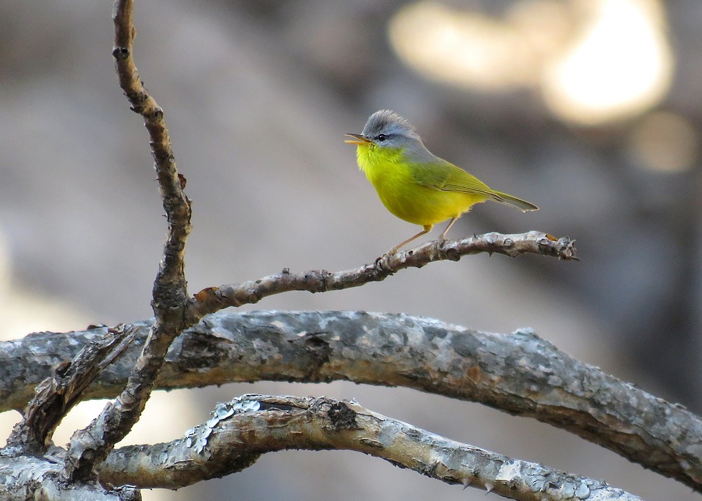 Gray-hooded Warbler - ML92598731