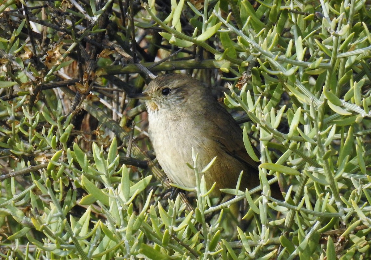 Sharp-billed Canastero - ML92598841