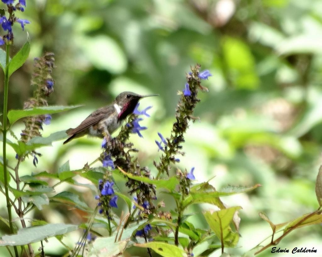 Wine-throated Hummingbird - ML92599771