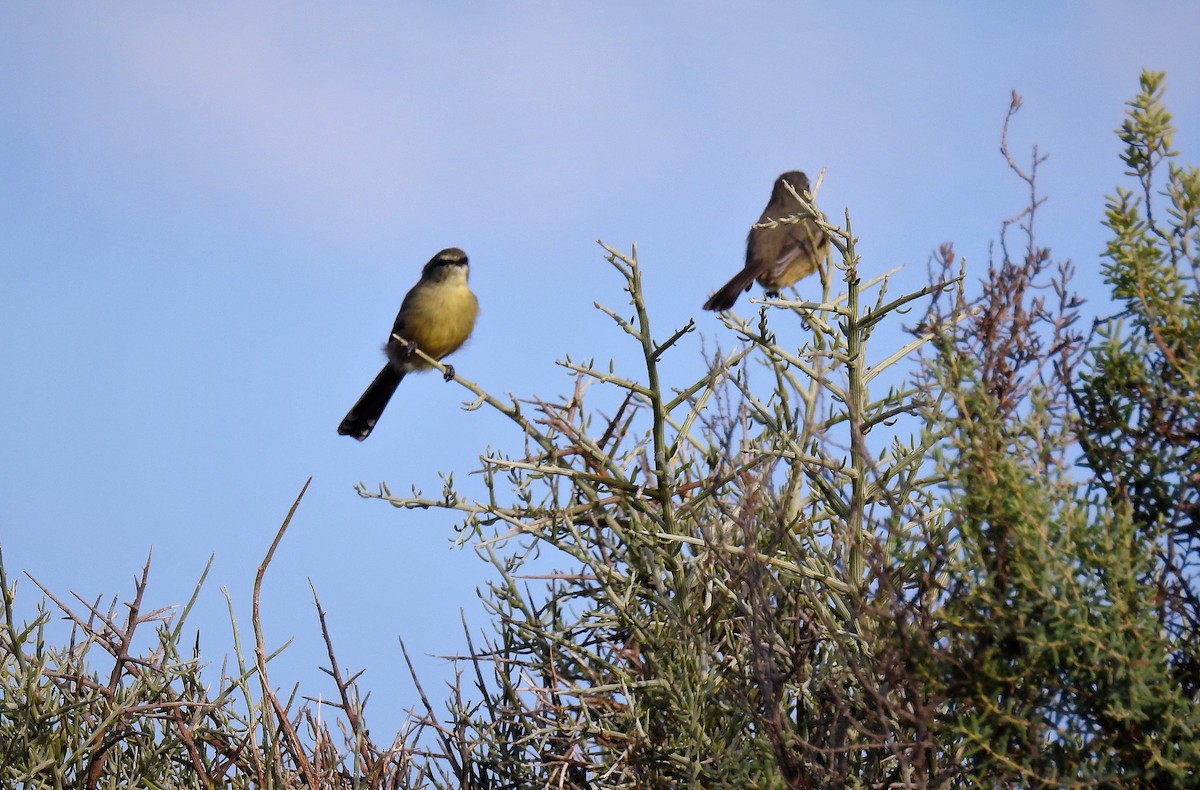 Greater Wagtail-Tyrant - Pablo Alejandro Pla