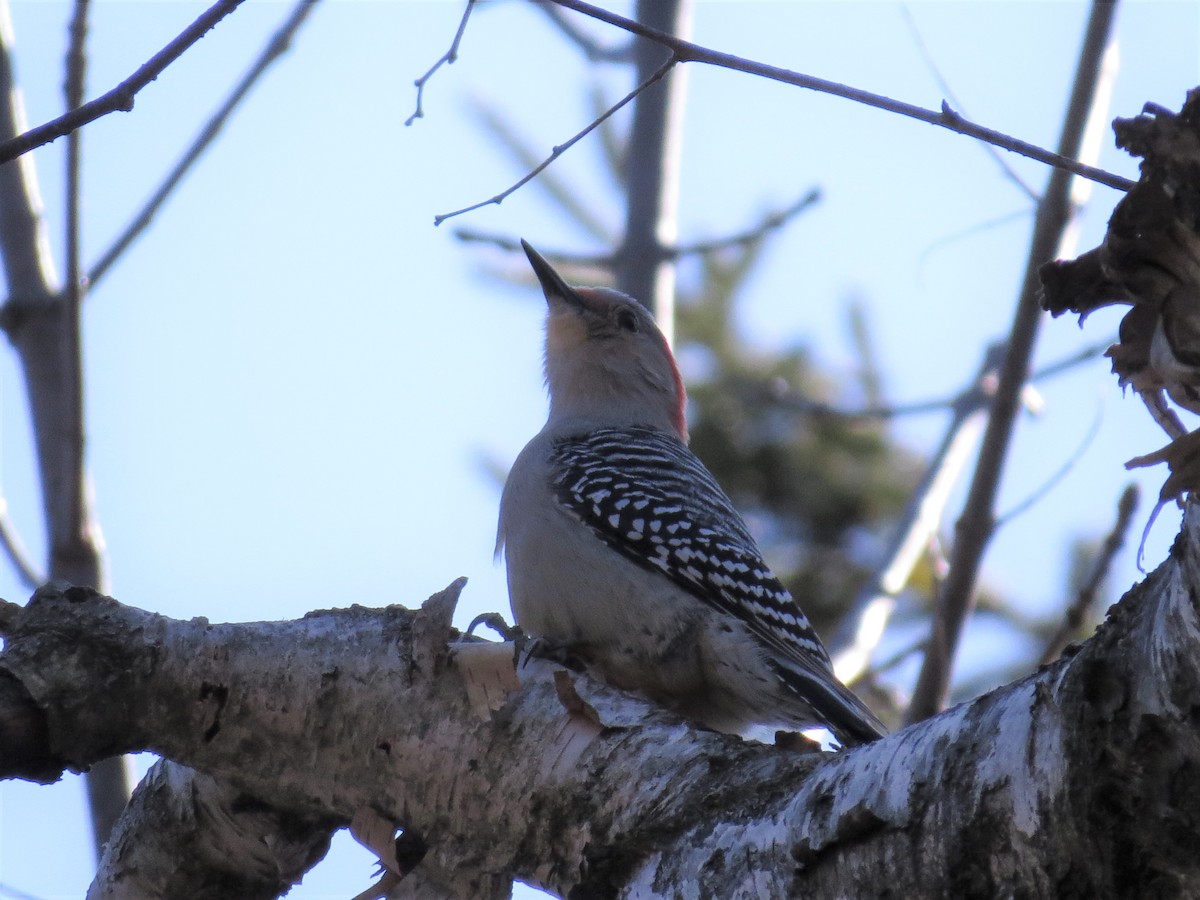 Red-bellied Woodpecker - mc coburn