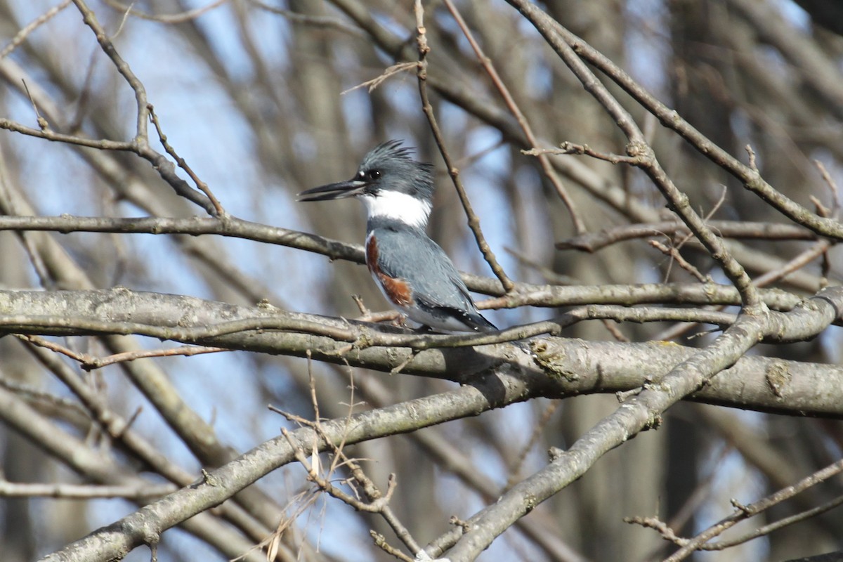 Belted Kingfisher - ML92601391