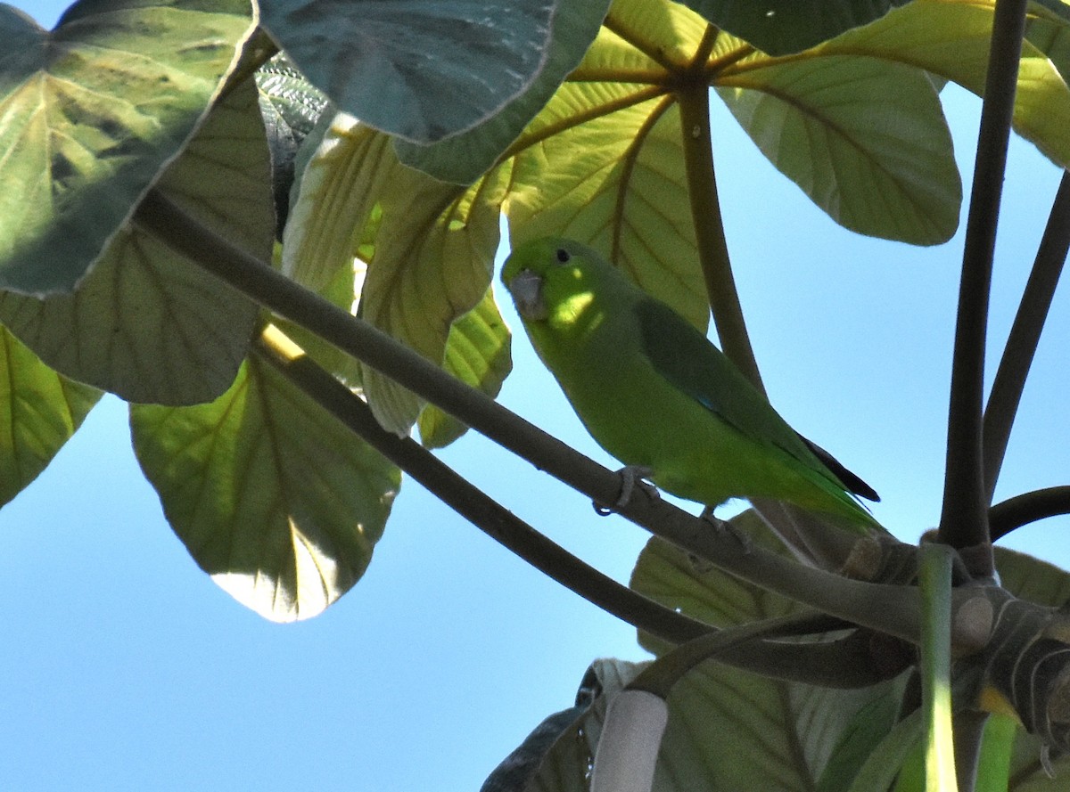 Mexican Parrotlet - ML92601681