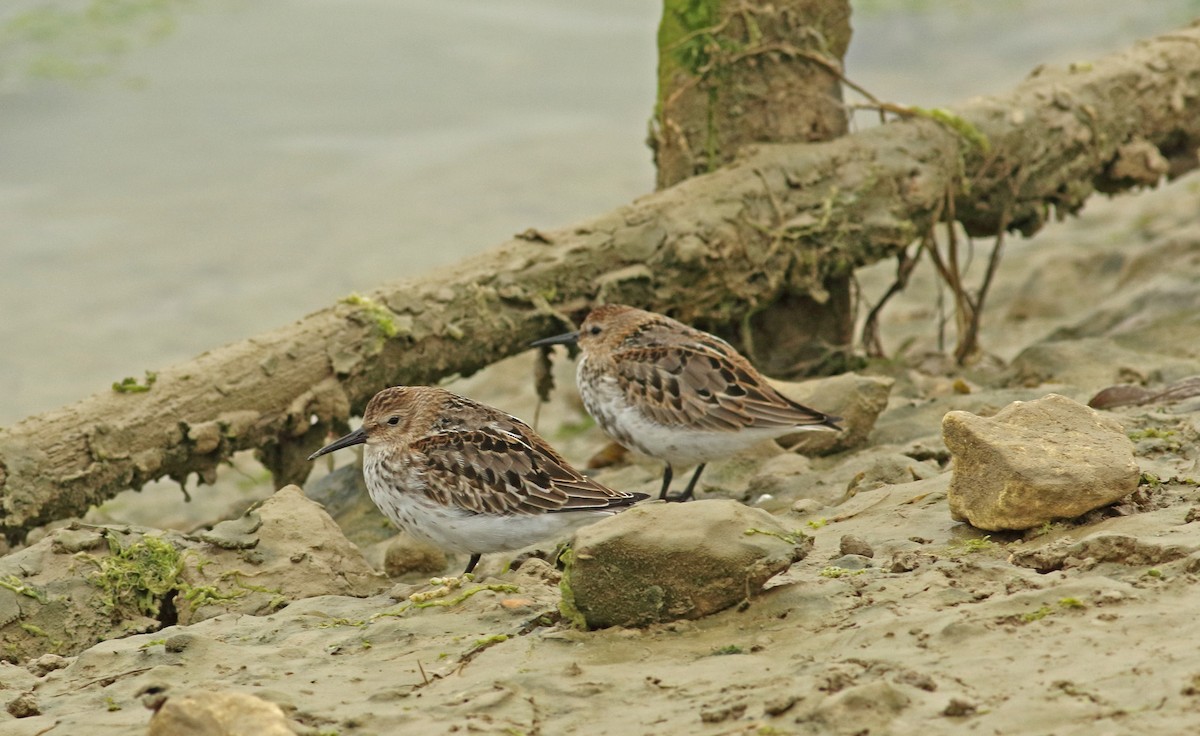 Alpenstrandläufer - ML92602151