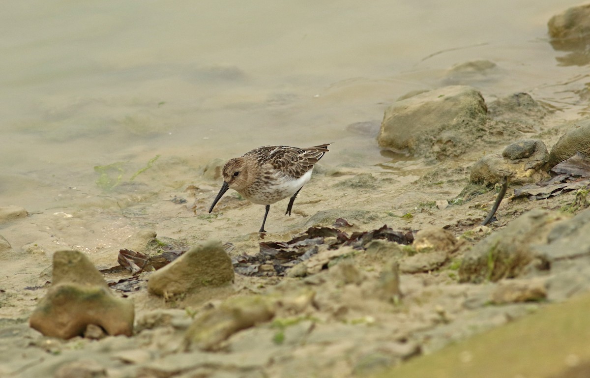 Dunlin - ML92602281