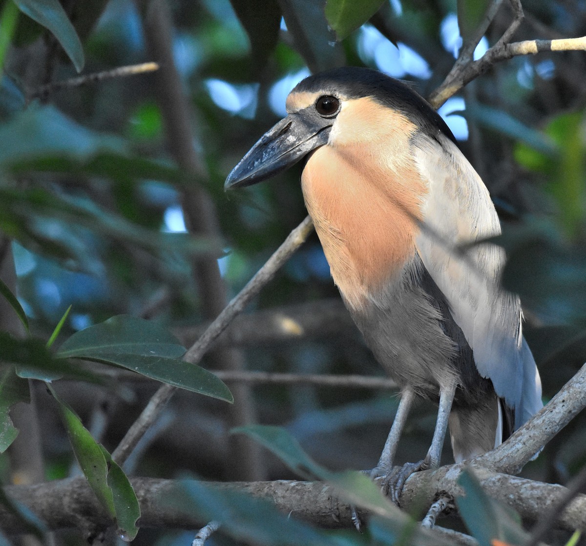 Martinete Cucharón - ML92602401