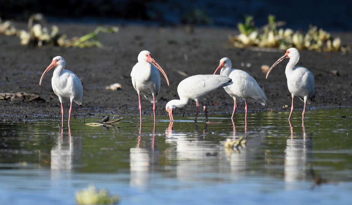 Ibis Blanco - ML92602431