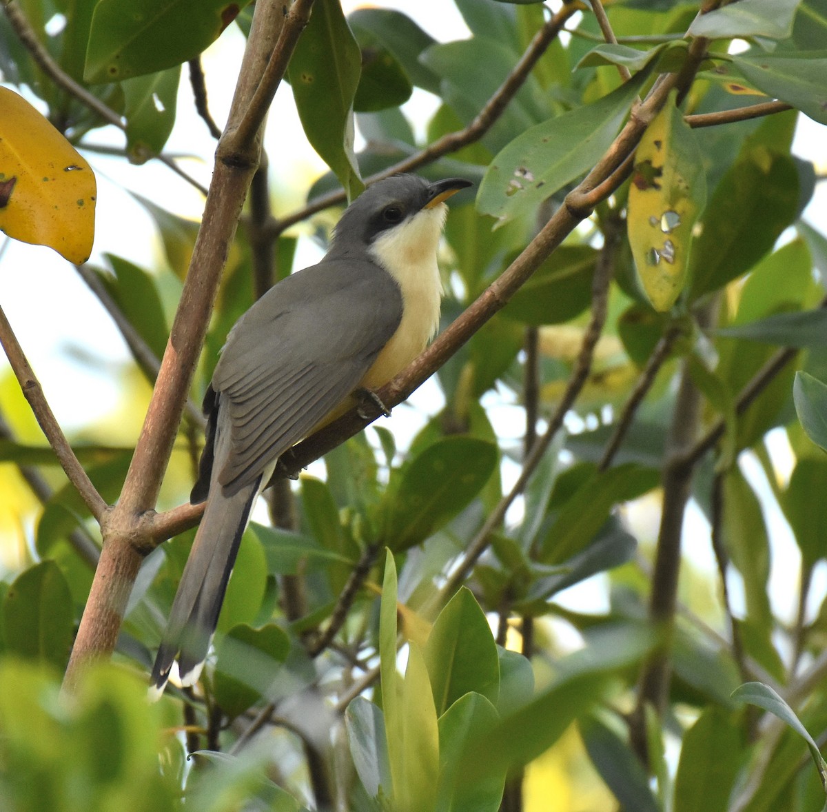 Mangrove Cuckoo - Jason Vassallo