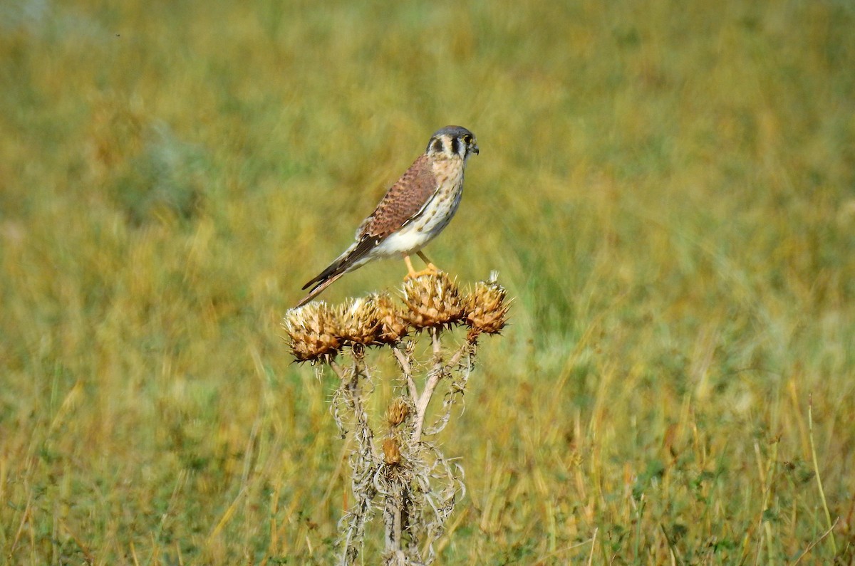 American Kestrel - ML92603201