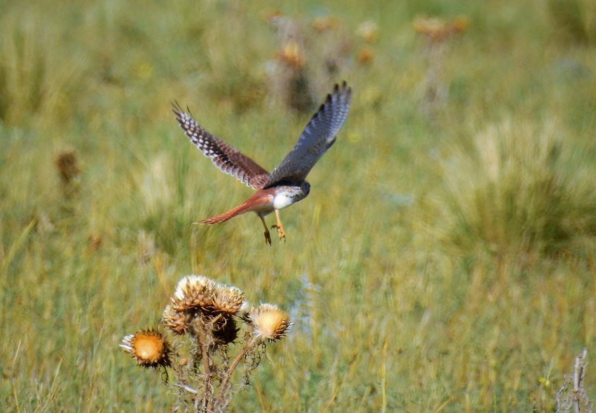 American Kestrel - ML92603211