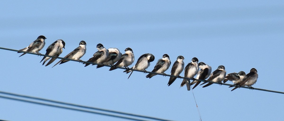 Golondrina de Manglar - ML92603521