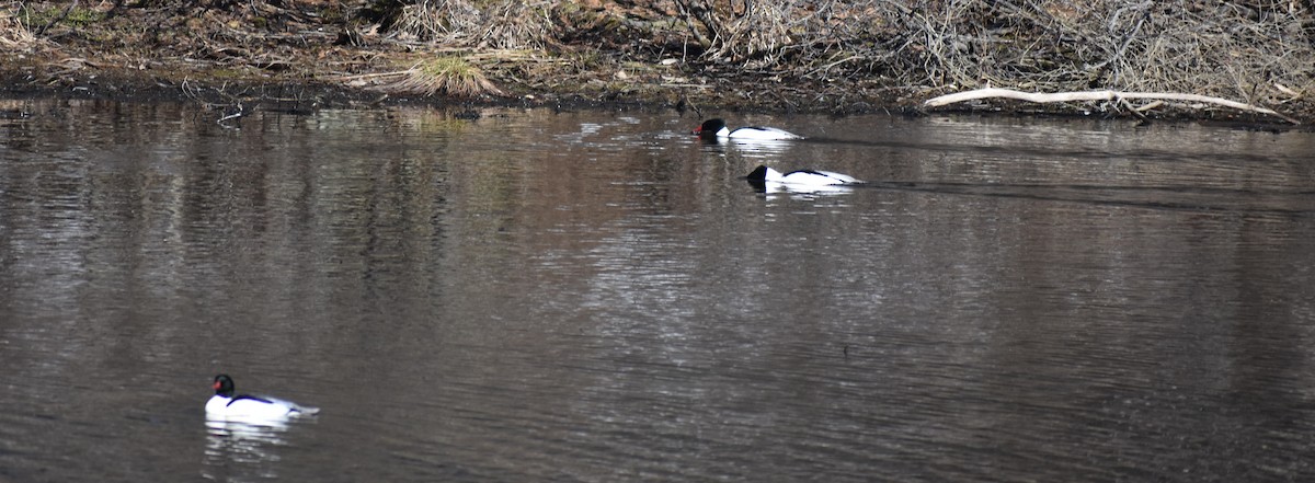 Common Merganser - ML92605011