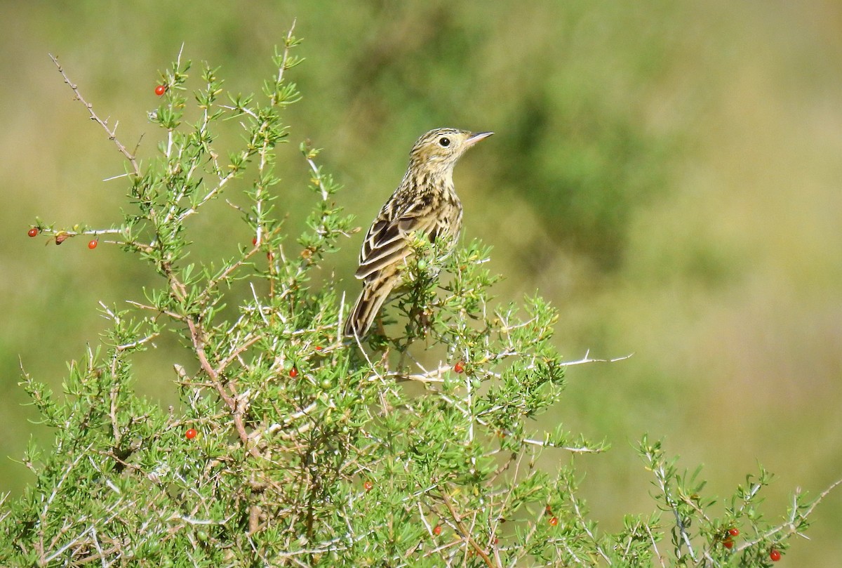 Correndera Pipit - ML92605141