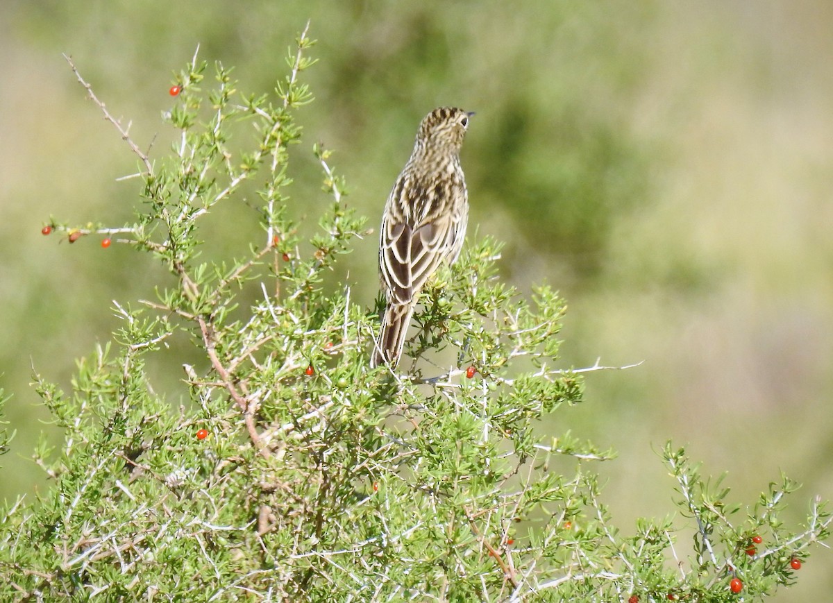 Correndera Pipit - ML92605151