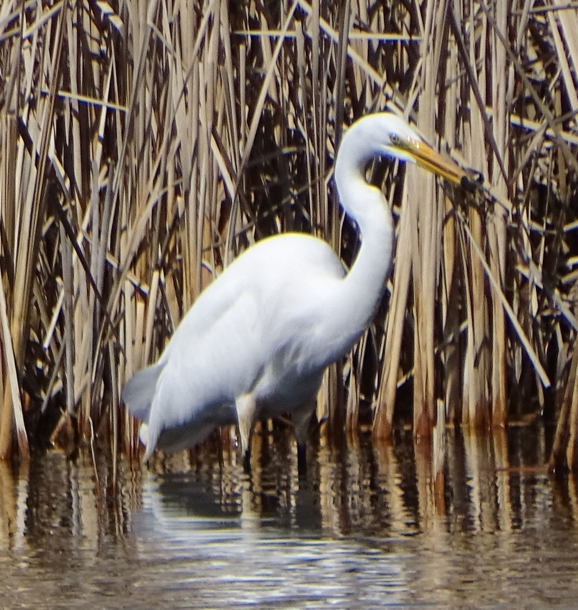 Great Egret - ML92605941