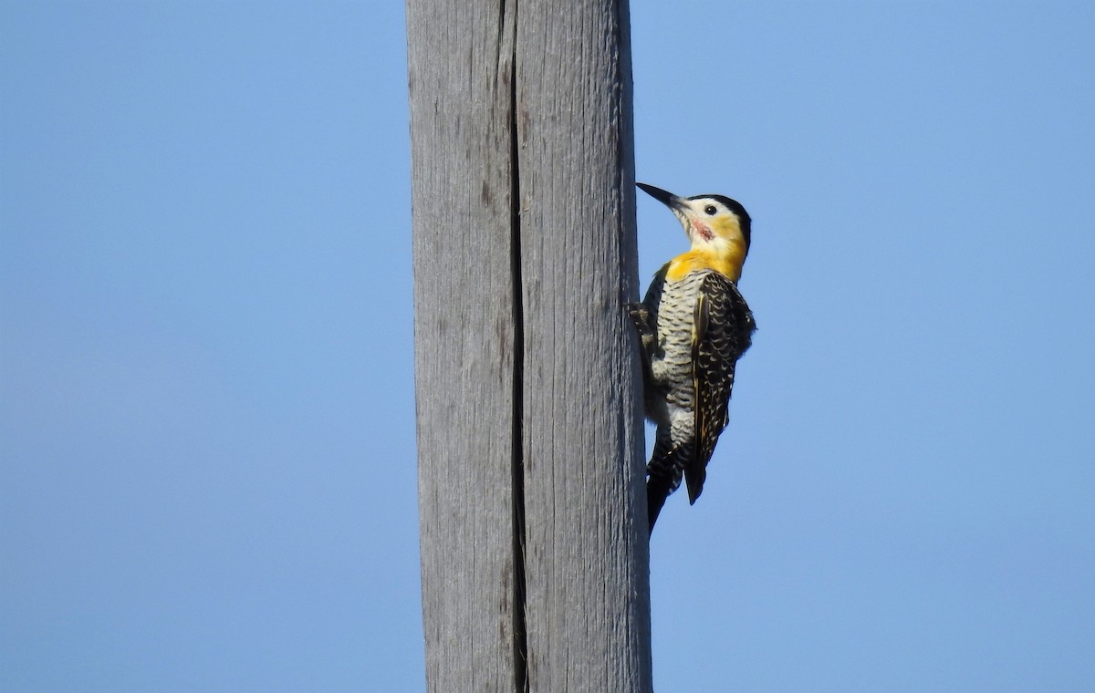 Campo Flicker - Pablo Alejandro Pla