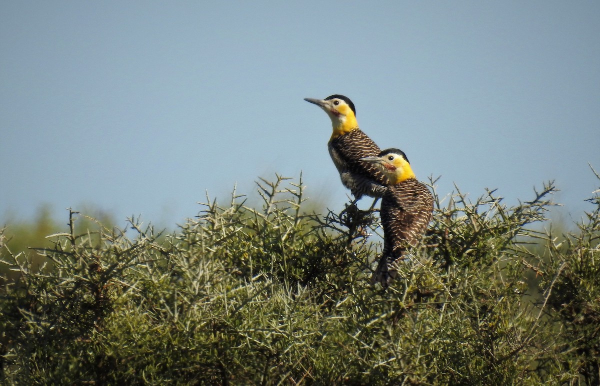 Carpintero Campestre - ML92606161