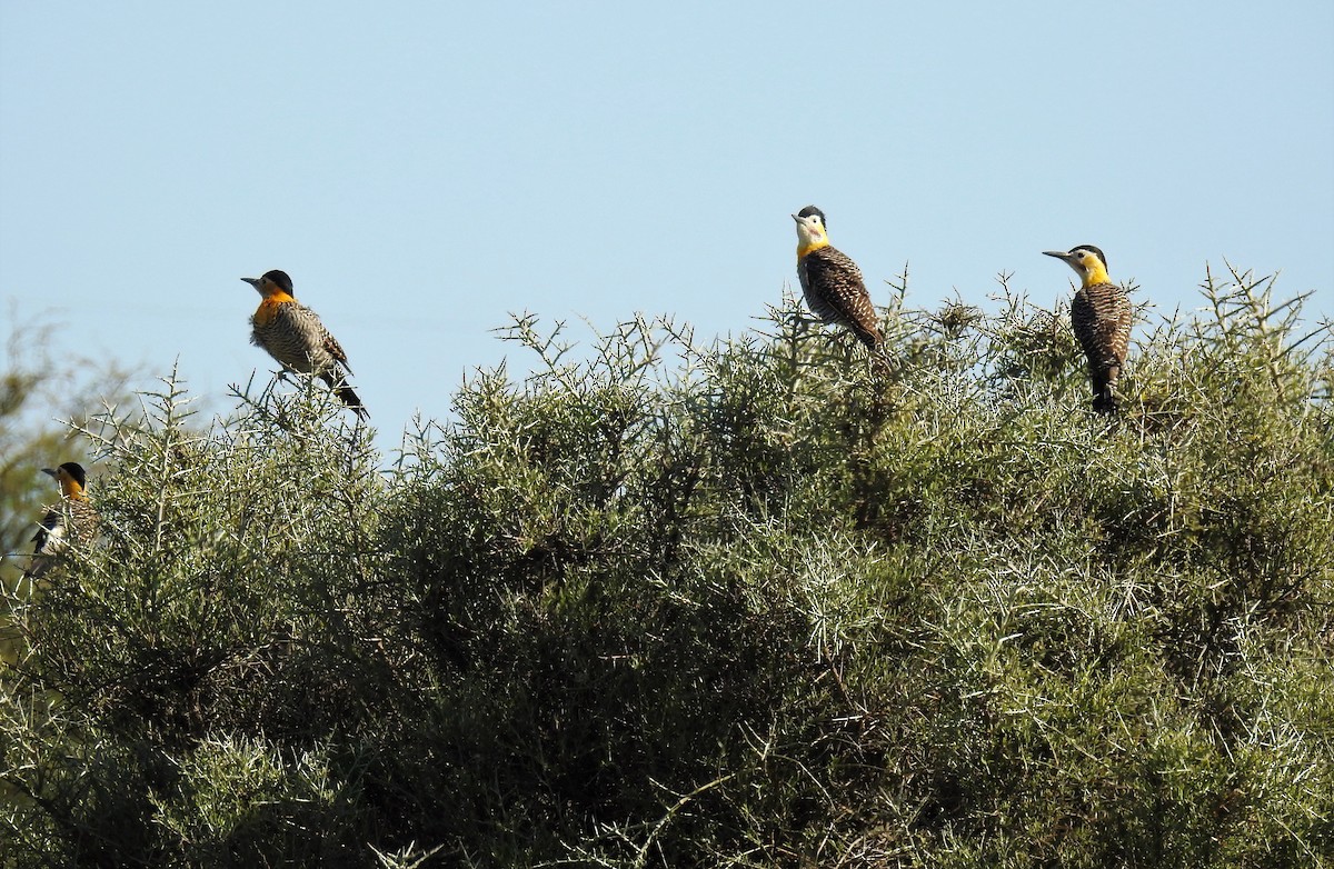 Carpintero Campestre - ML92606171