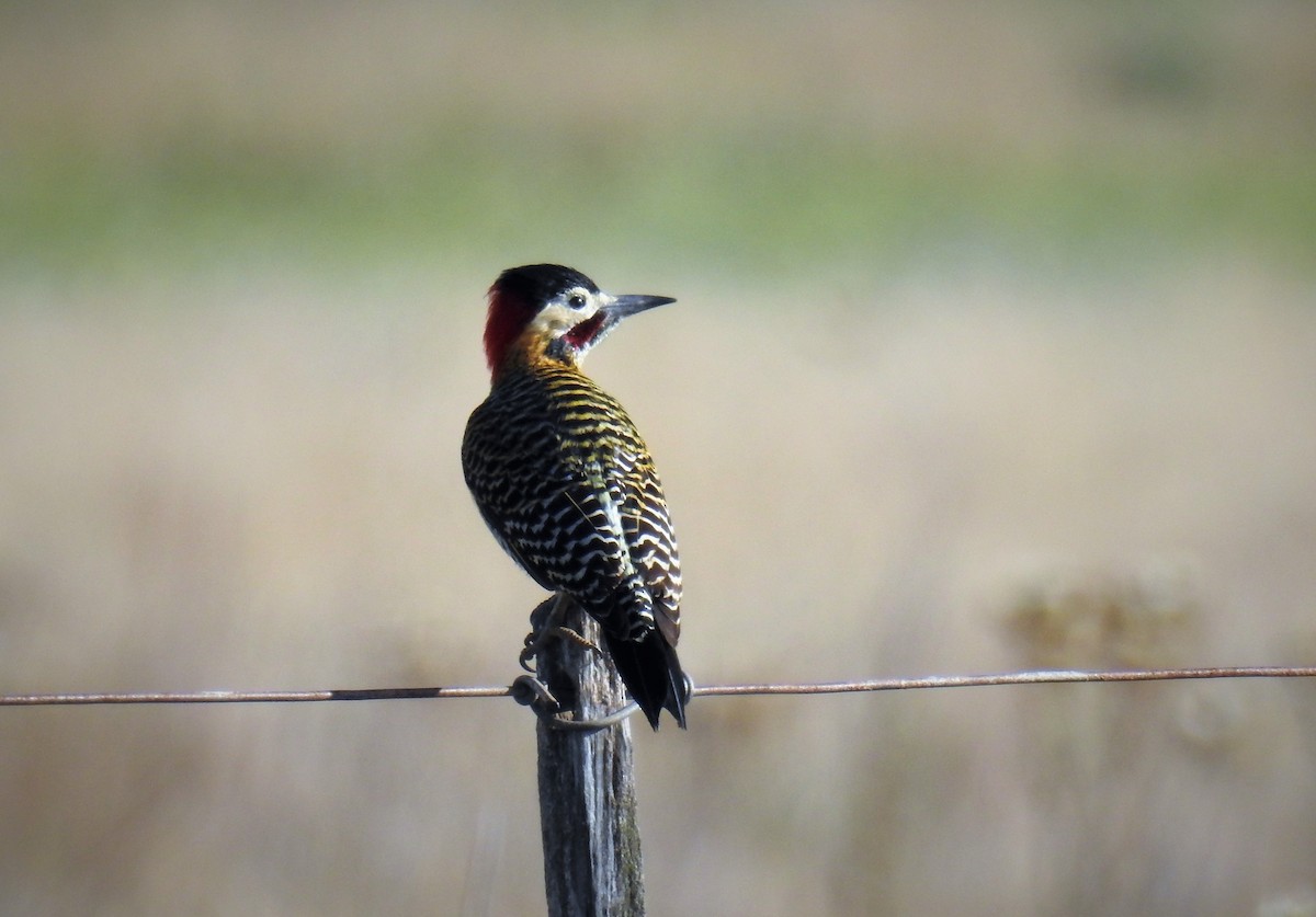 Green-barred Woodpecker - Pablo Alejandro Pla