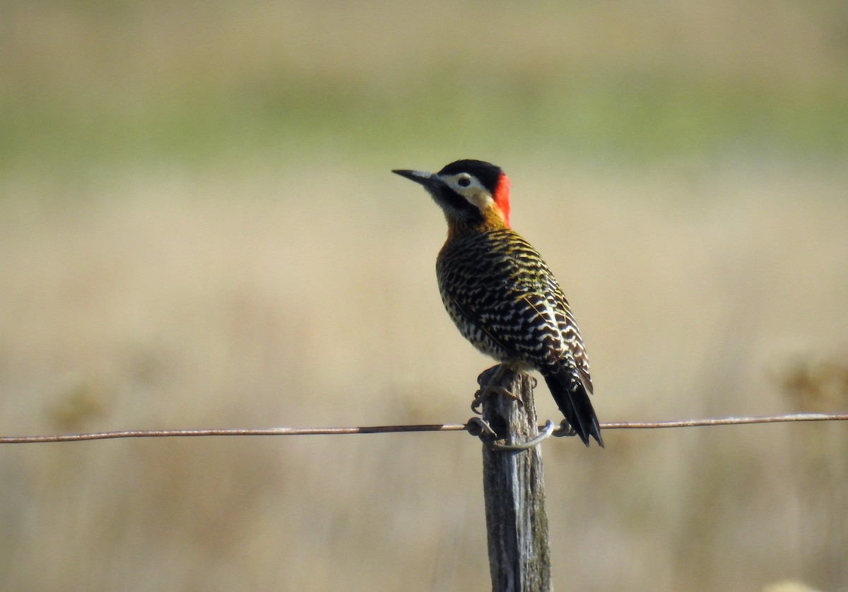 Green-barred Woodpecker - ML92606811